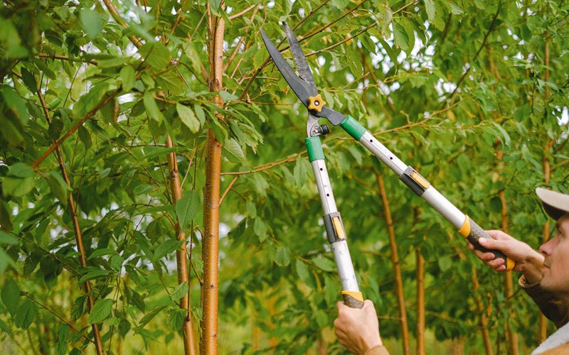 Tree trimming in Spillville, IA