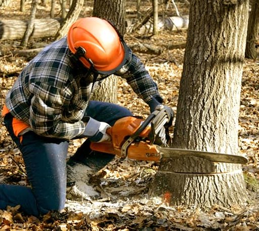 Tree Removal in Spillville, IA